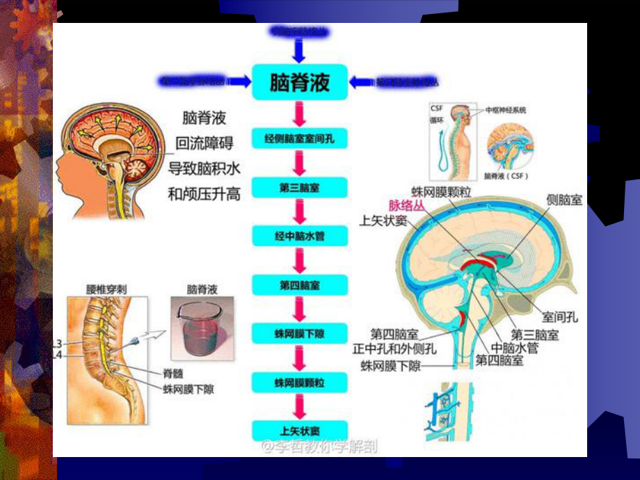 椎管内占位MRI诊断培训教材实用(43张)课件.ppt_第3页