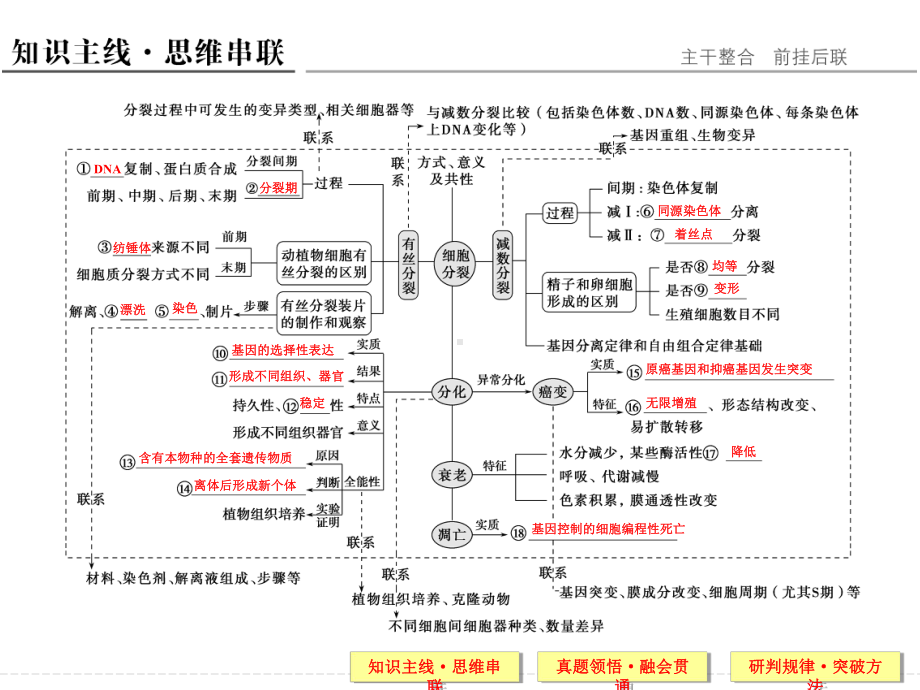 有丝分裂和减数分裂课件.ppt_第2页