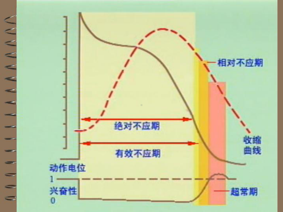 期前收缩课件-2.ppt_第3页