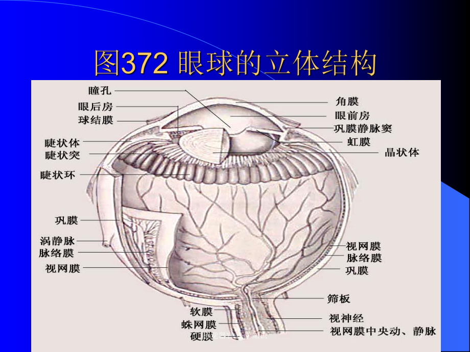 感觉器官-医学知识培训课件.ppt_第3页