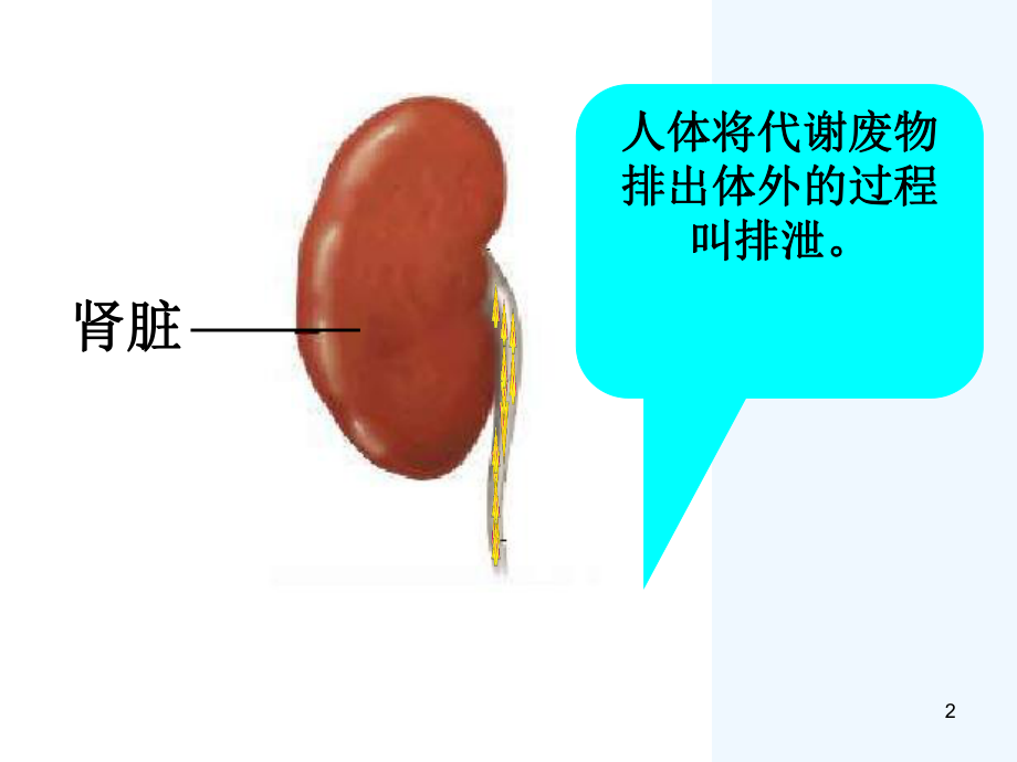 尿液的形成和排出-课件.ppt_第2页