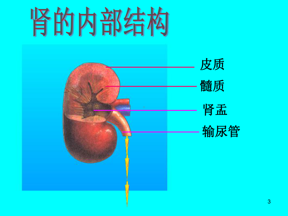 尿液的形成和排出-课件.ppt_第3页