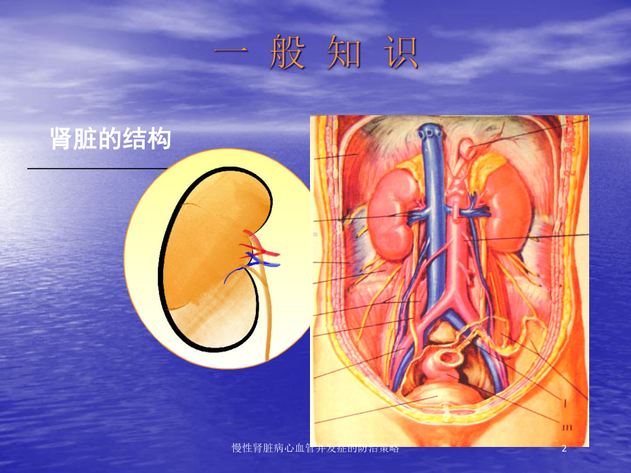 慢性肾脏病心血管并发症的防治策略培训课件.ppt_第2页