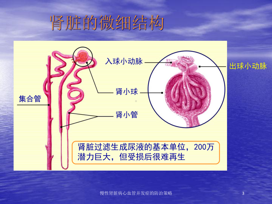 慢性肾脏病心血管并发症的防治策略培训课件.ppt_第3页