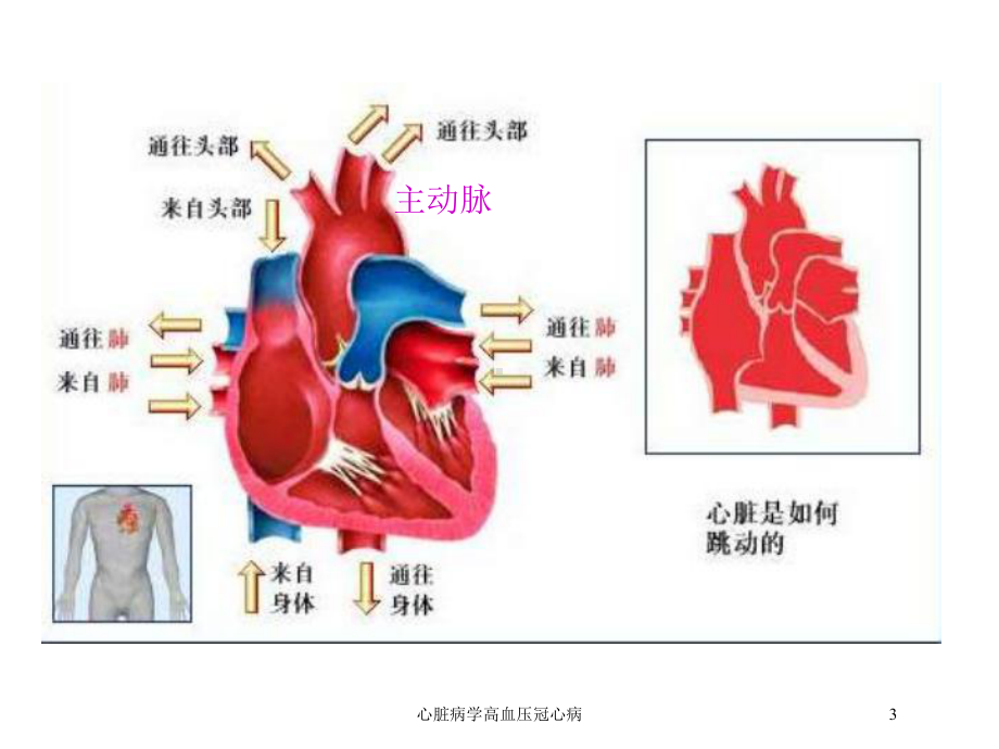 心脏病学高血压冠心病培训课件.ppt_第3页