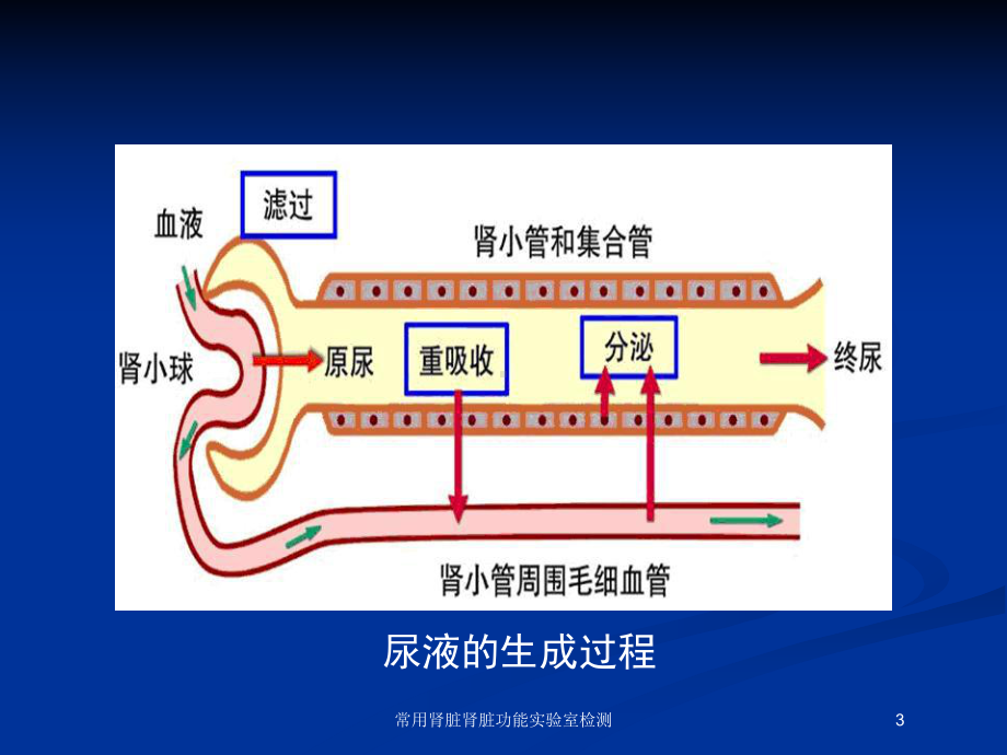 常用肾脏肾脏功能实验室检测培训课件.ppt_第3页