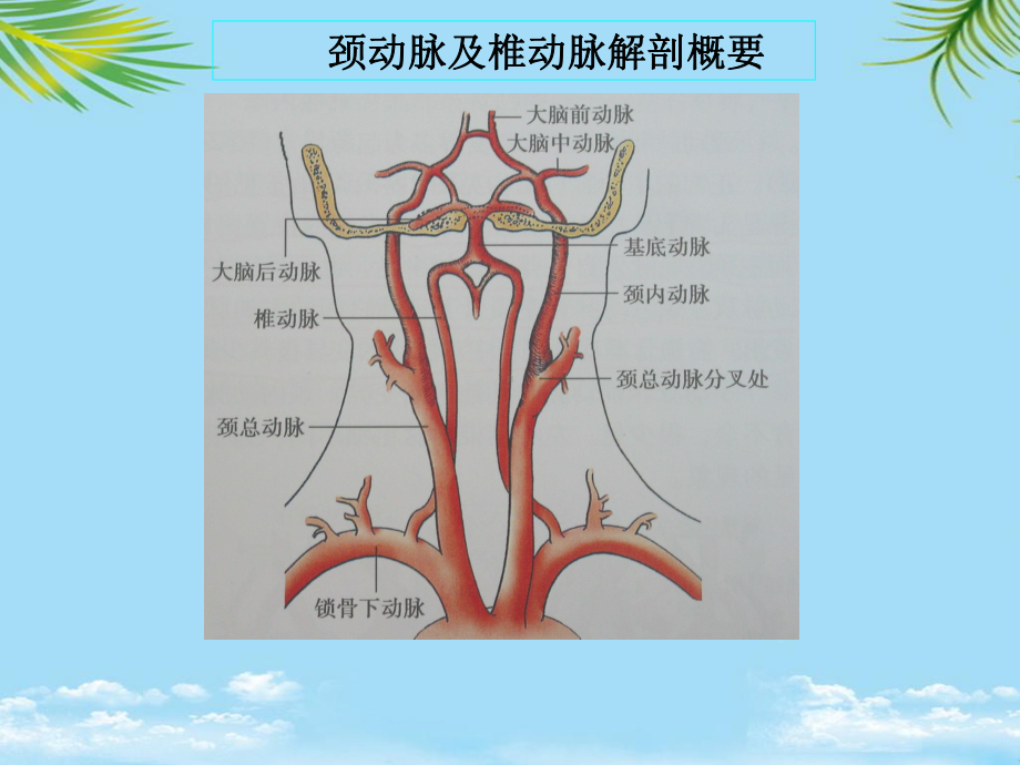 教培用锁骨下动脉盗血课件.ppt_第2页