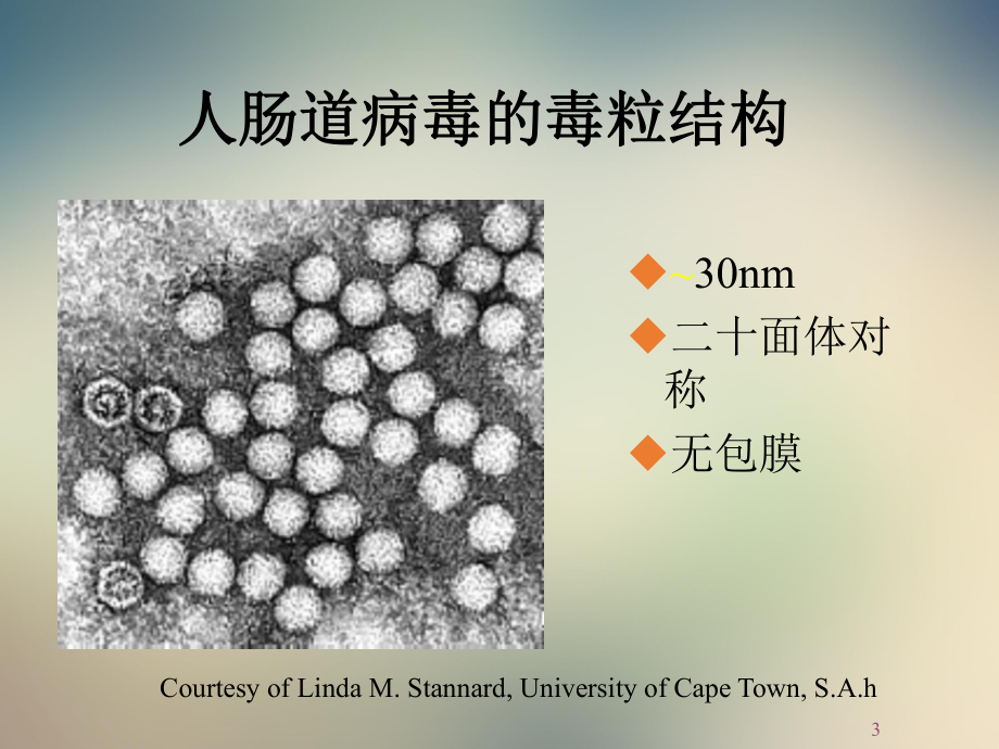 手足口病的实验诊断课件.ppt_第3页