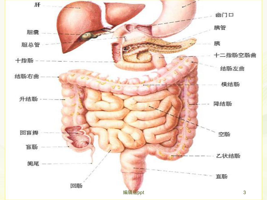 恶性肠梗阻的护理课件.ppt_第3页