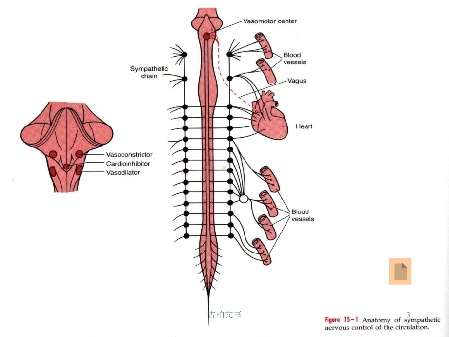 心血管活动的调节(高级教育)课件.ppt_第3页