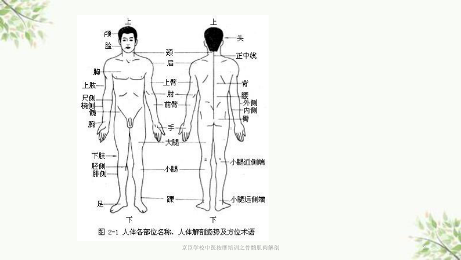 某中医按摩培训之骨骼肌肉解剖课件.pptx_第2页