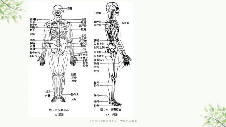 某中医按摩培训之骨骼肌肉解剖课件.pptx_第3页