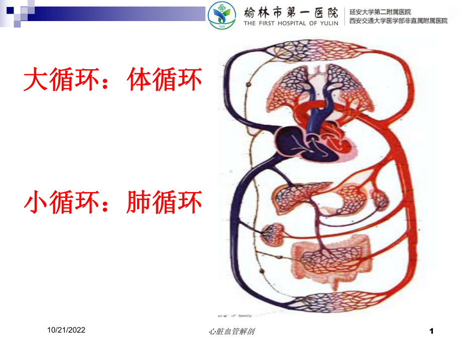 心脏血管解剖培训课件.ppt_第1页