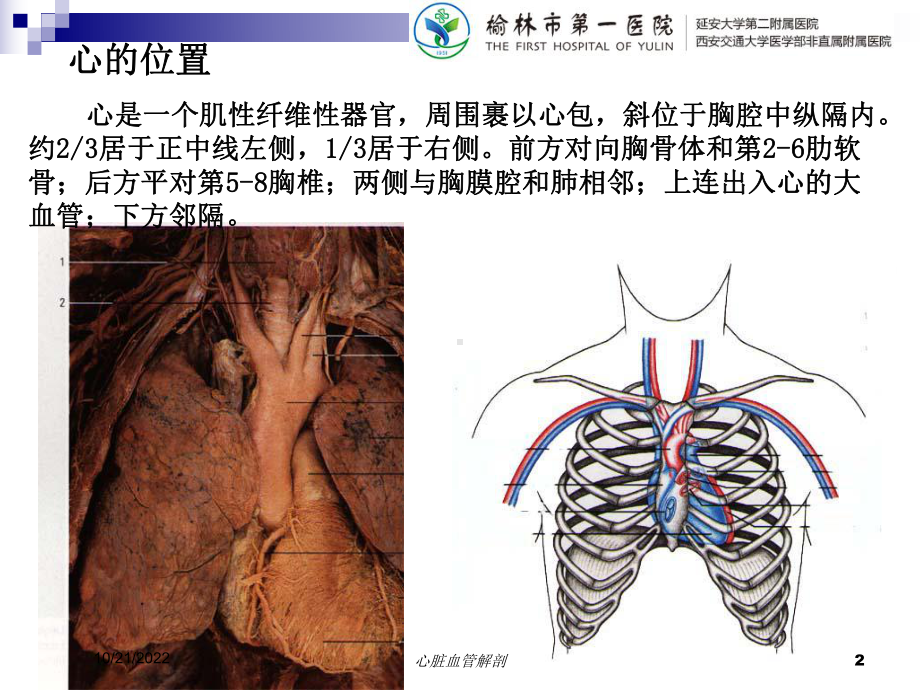 心脏血管解剖培训课件.ppt_第2页