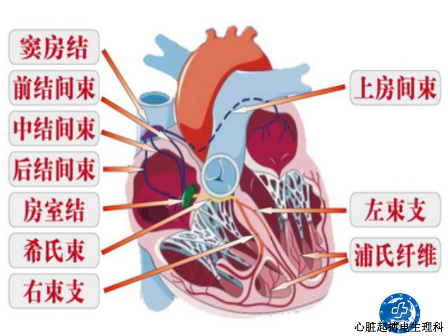 心律失常患者健康教育培训课件.ppt_第2页