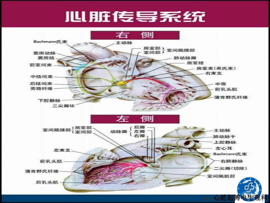 心律失常患者健康教育培训课件.ppt_第3页