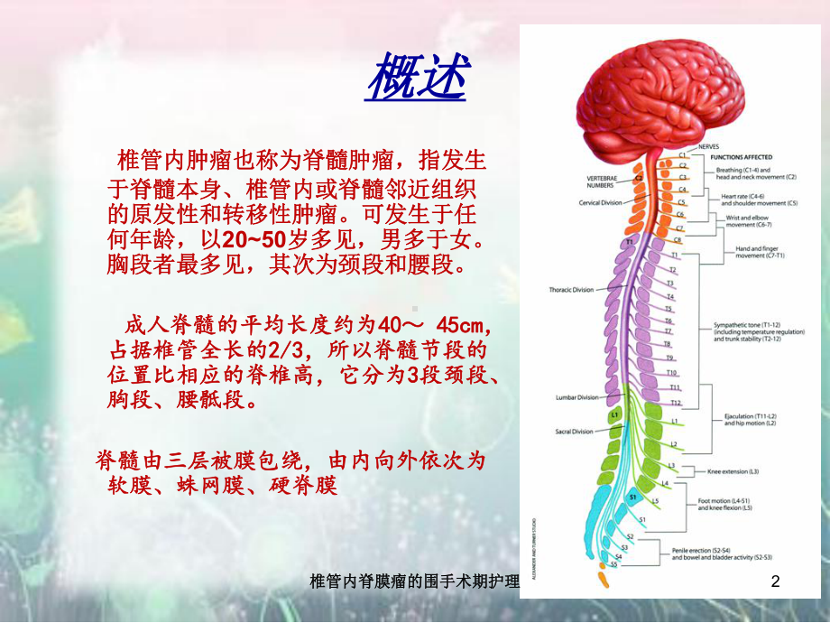 椎管内脊膜瘤的围手术期护理培训课件.ppt_第2页