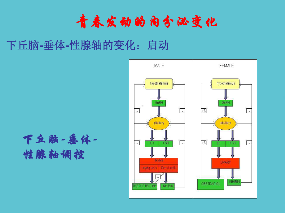 授课用-青春发育和儿童性早熟课件.ppt_第3页