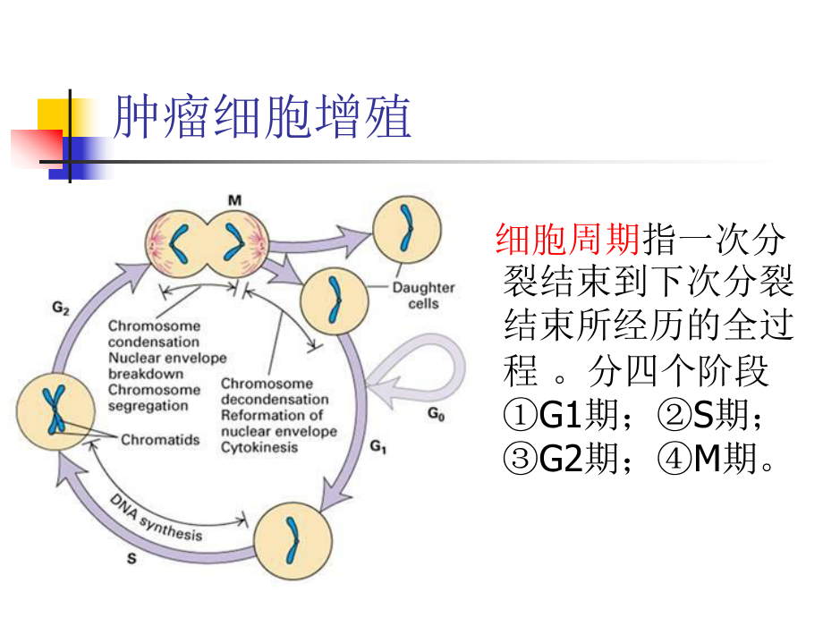 常用化疗方案的用药顺序及机理课件.pptx_第2页