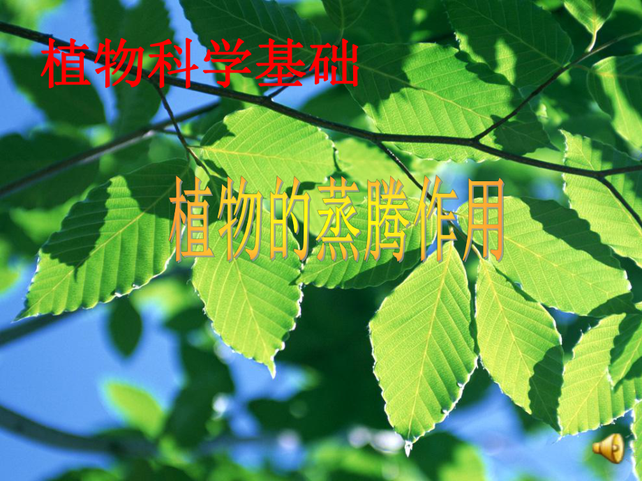 植物的蒸腾作用课件.ppt_第1页