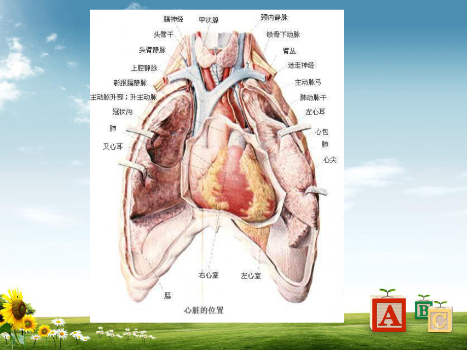 心脏大血管的影像学解剖学习课件.ppt_第3页