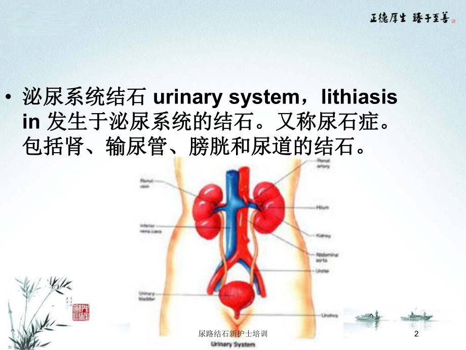 尿路结石新护士培训培训课件.ppt_第2页