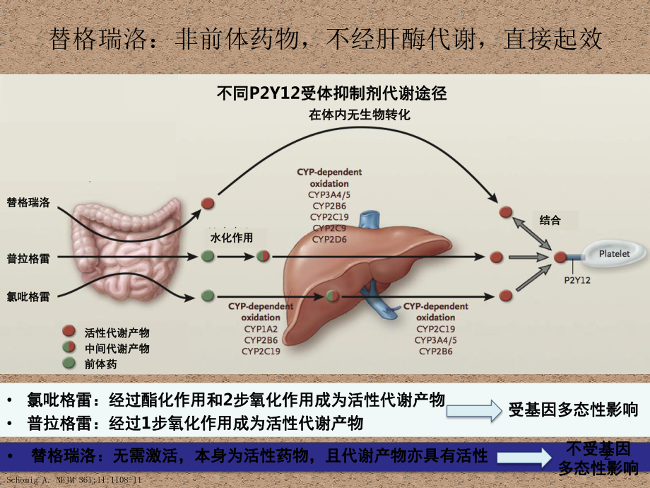 替格瑞洛相关的呼吸困难参考课件.ppt_第2页