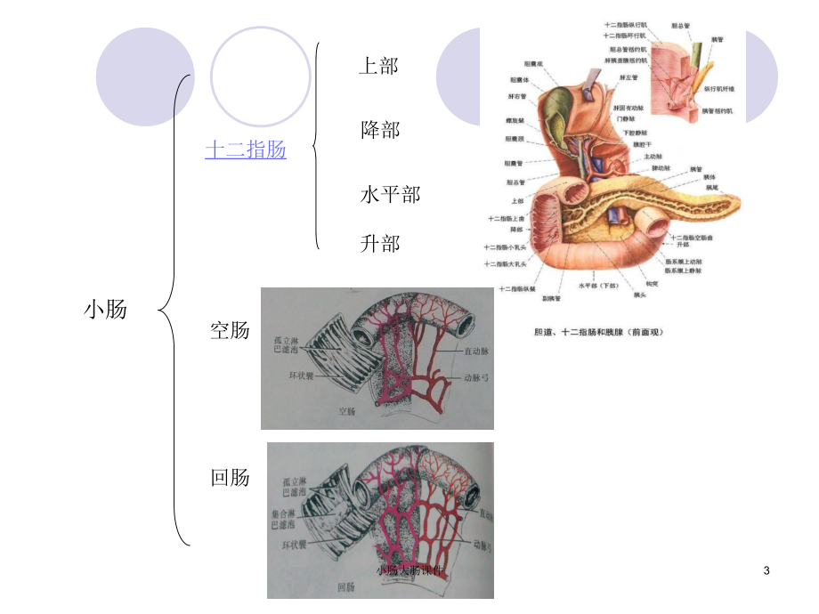 小肠大肠课件.ppt_第3页