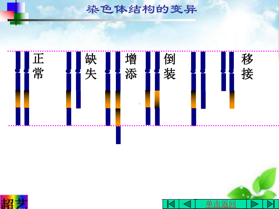 染色体变异课件4.ppt_第2页