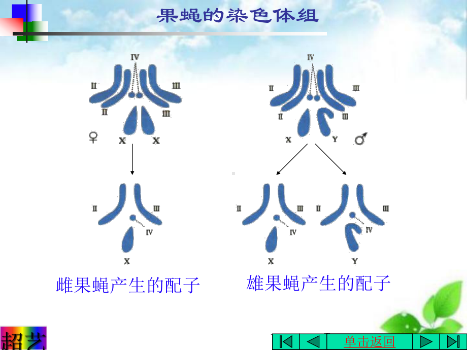 染色体变异课件4.ppt_第3页