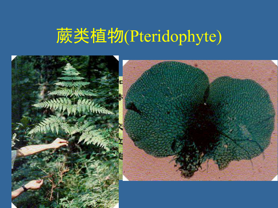 植物生物学(蕨类植物部分)课件.ppt_第2页