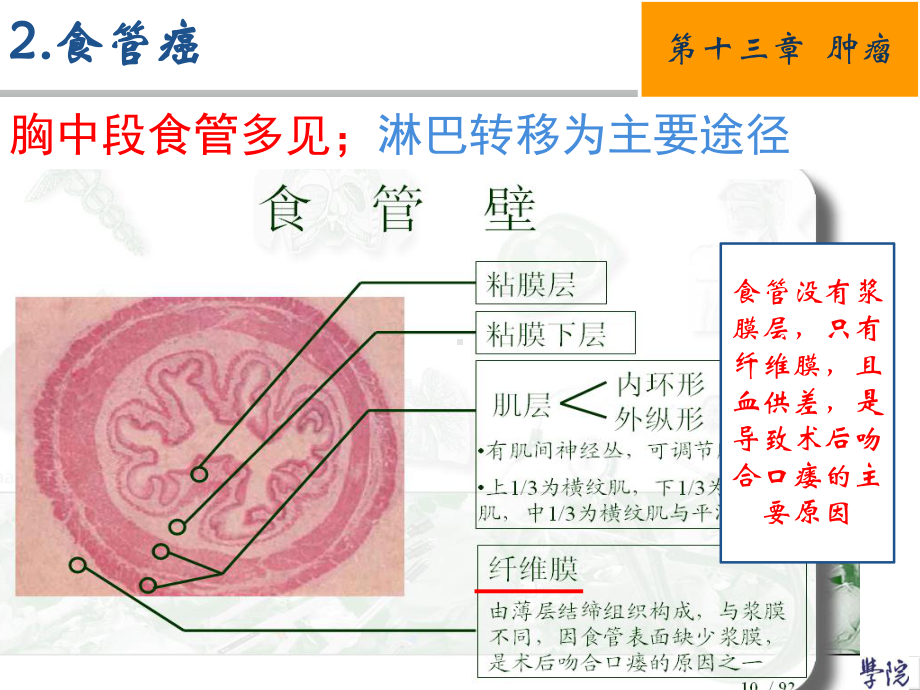 护士职业资格考试辅导课件.ppt_第2页