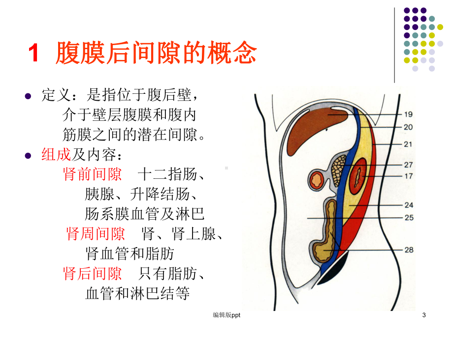 断面腹膜后隙课件.ppt_第3页