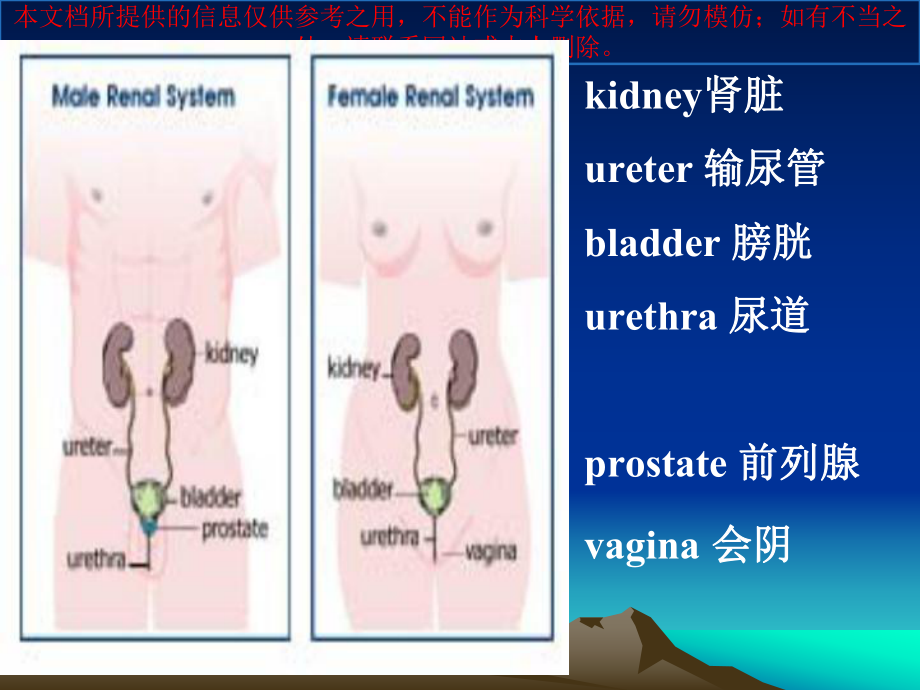 尿路感染最终版培训课件.ppt_第3页