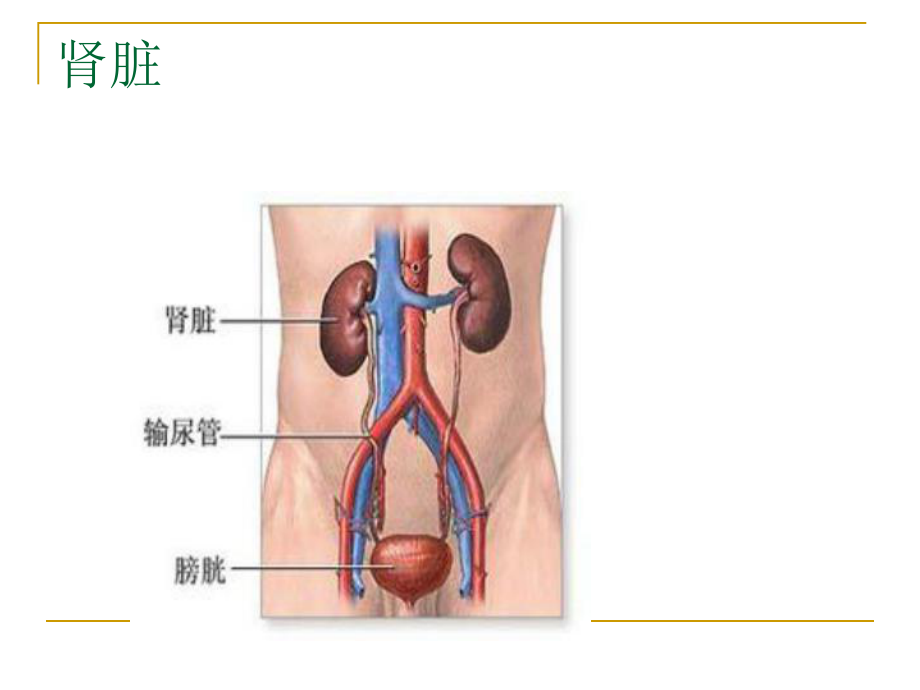 急性肾衰竭-课件.pptx_第2页