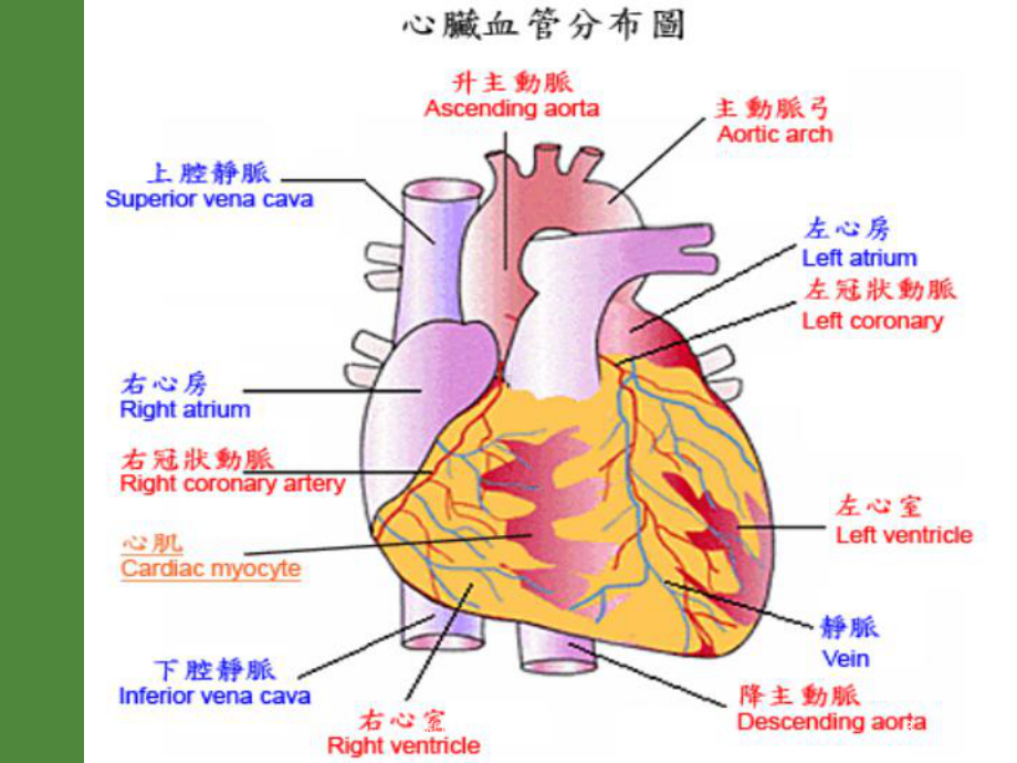 急性心肌梗死(AMR)培训课件.ppt_第3页