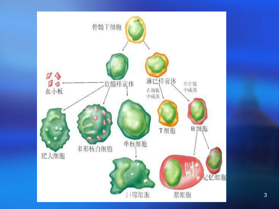 微生物医学人体免疫课件.ppt_第3页