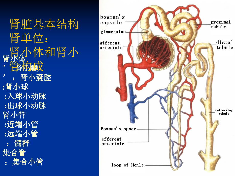 尿液和肾功能检查诊断学第七版课件.ppt_第3页