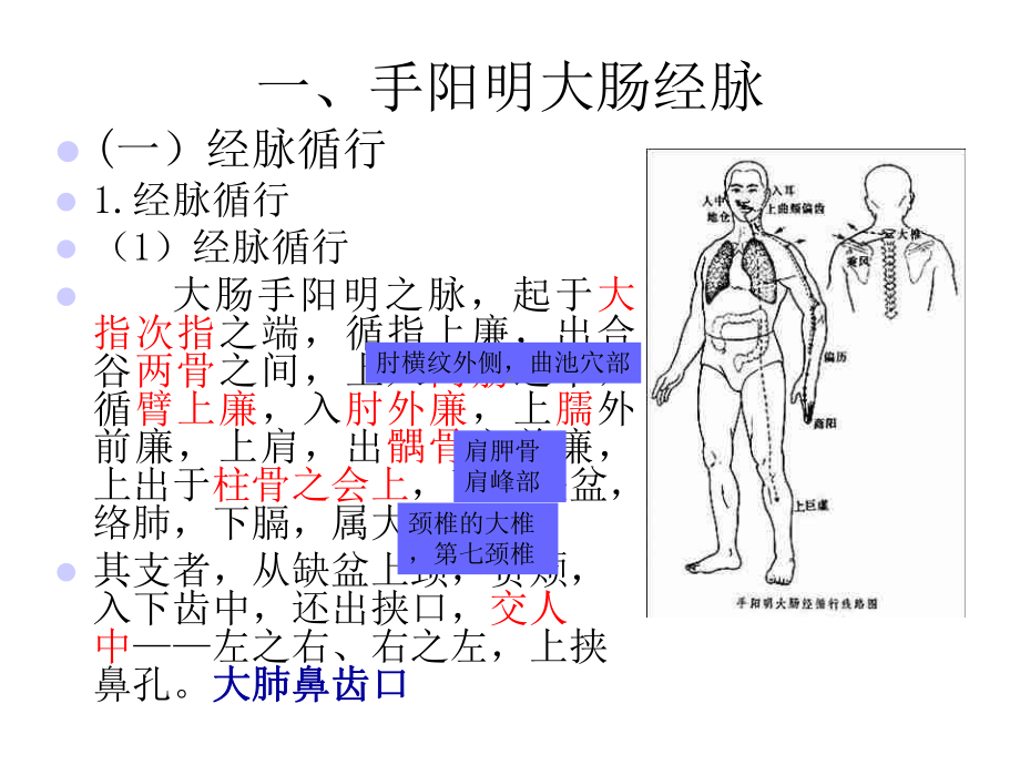 手阳明大肠经1课件.pptx_第3页