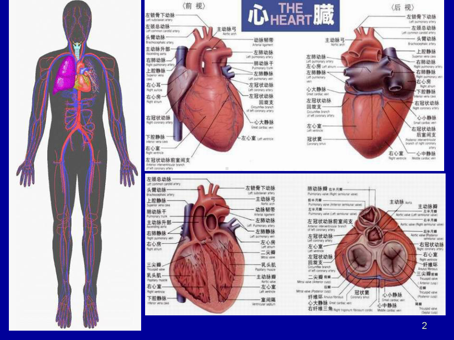 心脏与大血管影像诊断参考课件.ppt_第2页