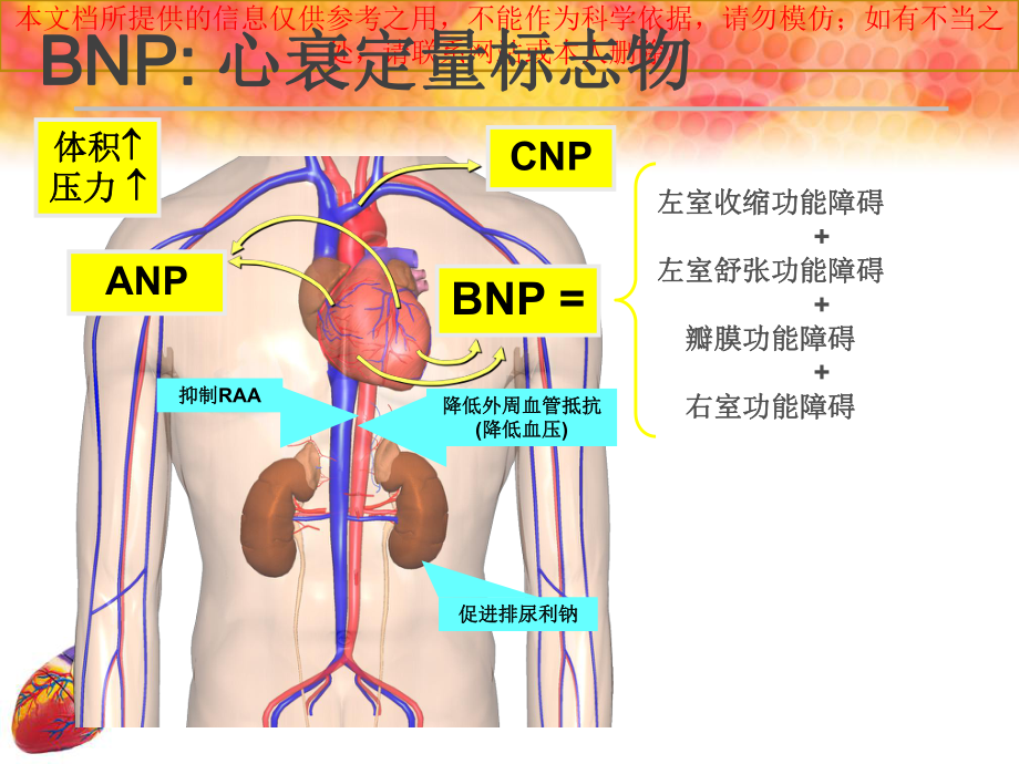 心力衰竭辅助检查培训课件.ppt_第3页