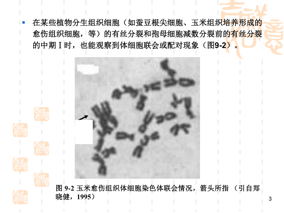 染色体的异常细胞遗传学行为演示文稿课件.ppt_第3页