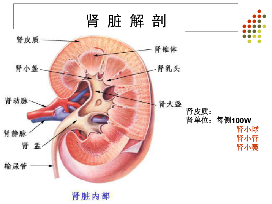 核医学第11章肾显像及功能测定课件.ppt_第2页