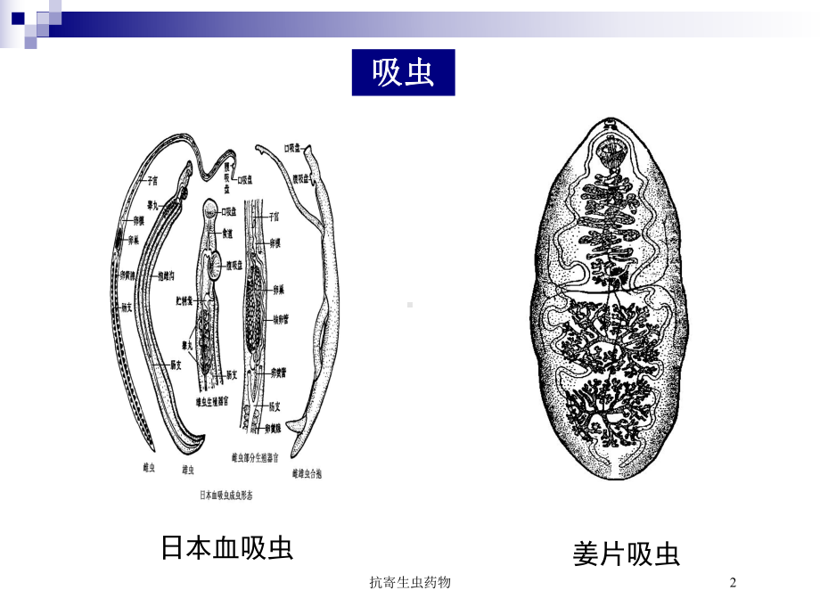 抗寄生虫药物培训课件.ppt_第2页