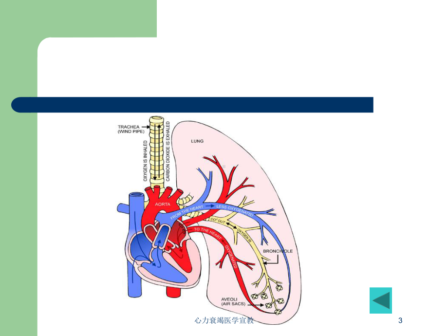 心力衰竭医学宣教培训课件.ppt_第3页