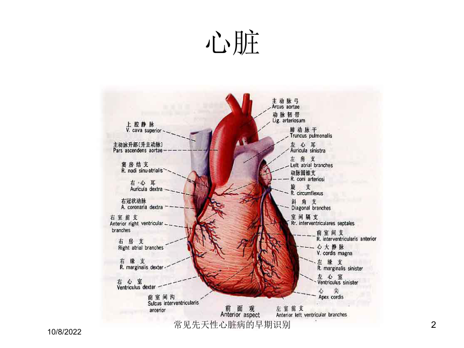 常见先天性心脏病的早期识别课件.ppt_第2页