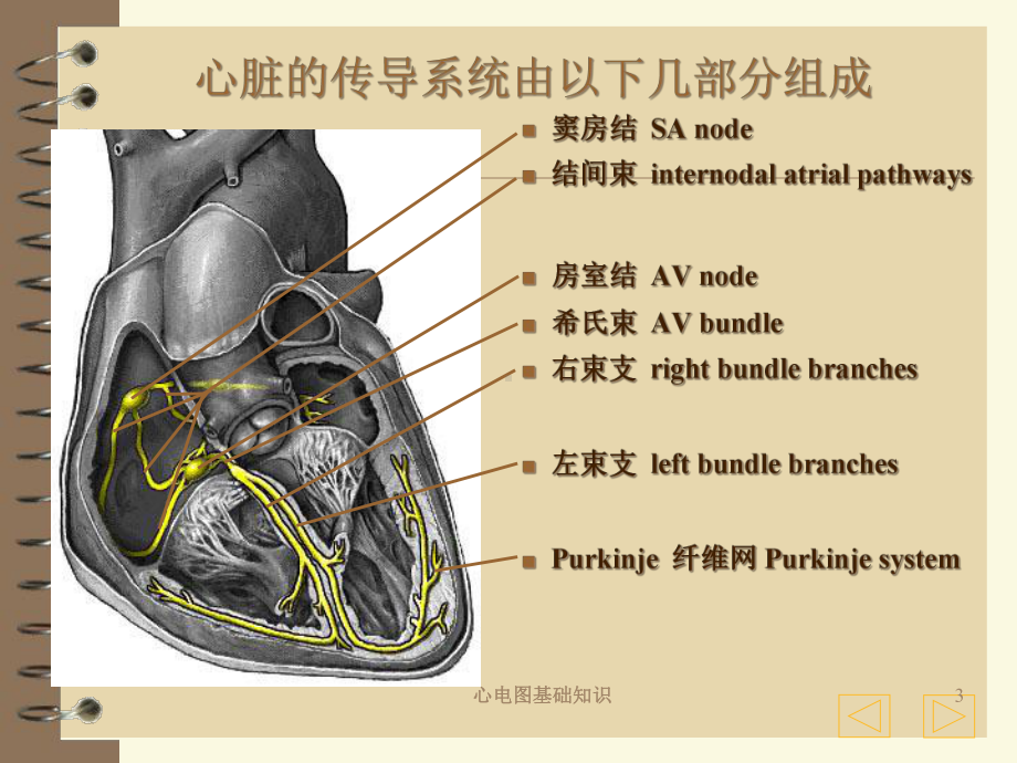 心电图基础知识培训课件.ppt_第3页