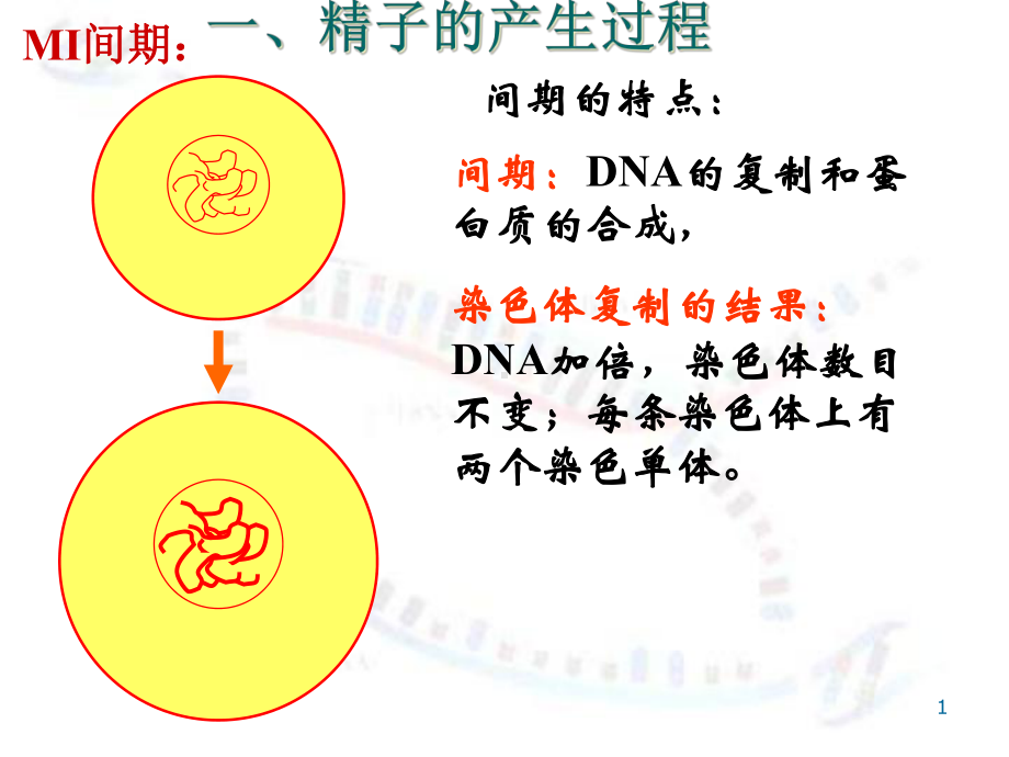 染色体和遗传减数分裂2ZXY演示文稿课件.ppt_第1页