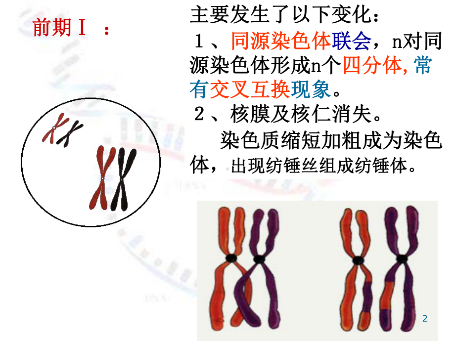 染色体和遗传减数分裂2ZXY演示文稿课件.ppt_第2页