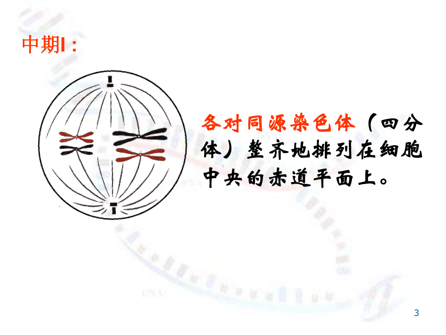 染色体和遗传减数分裂2ZXY演示文稿课件.ppt_第3页